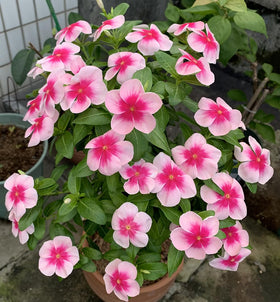 SPROUTARAQ Vinca ground cover blooms across borders.