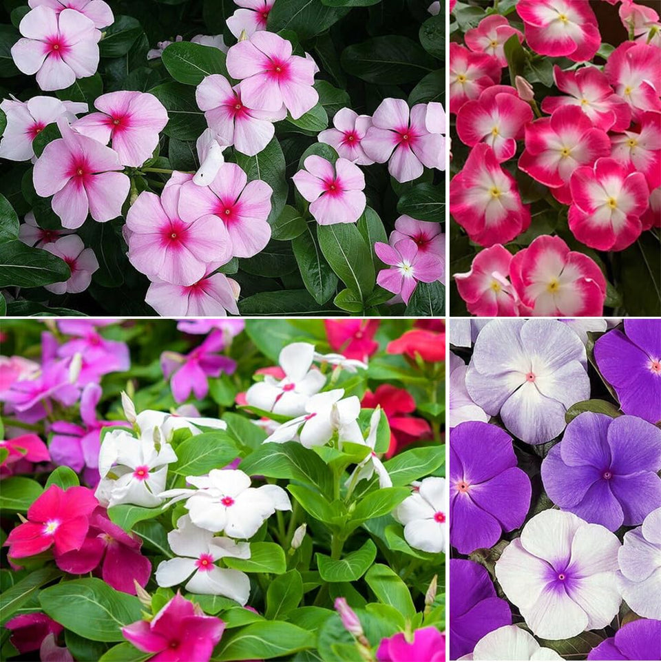 SPROUTARAQ Vinca seeds mixed pack for vibrant ground cover.