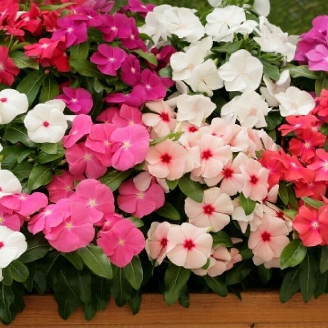 SPROUTARAQ Vinca summer blooms with soft petals.