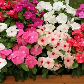 SPROUTARAQ Vinca summer blooms with soft petals.