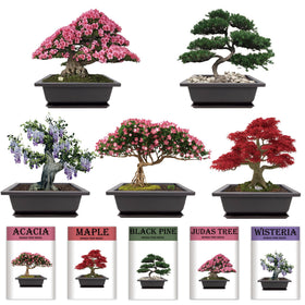 Sproutix soil discs expanding when watered to support seedling growth