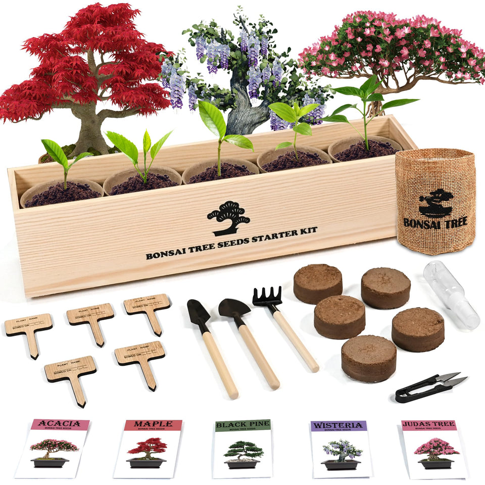 Sproutix indoor bonsai starter kit box and seeds for home growing