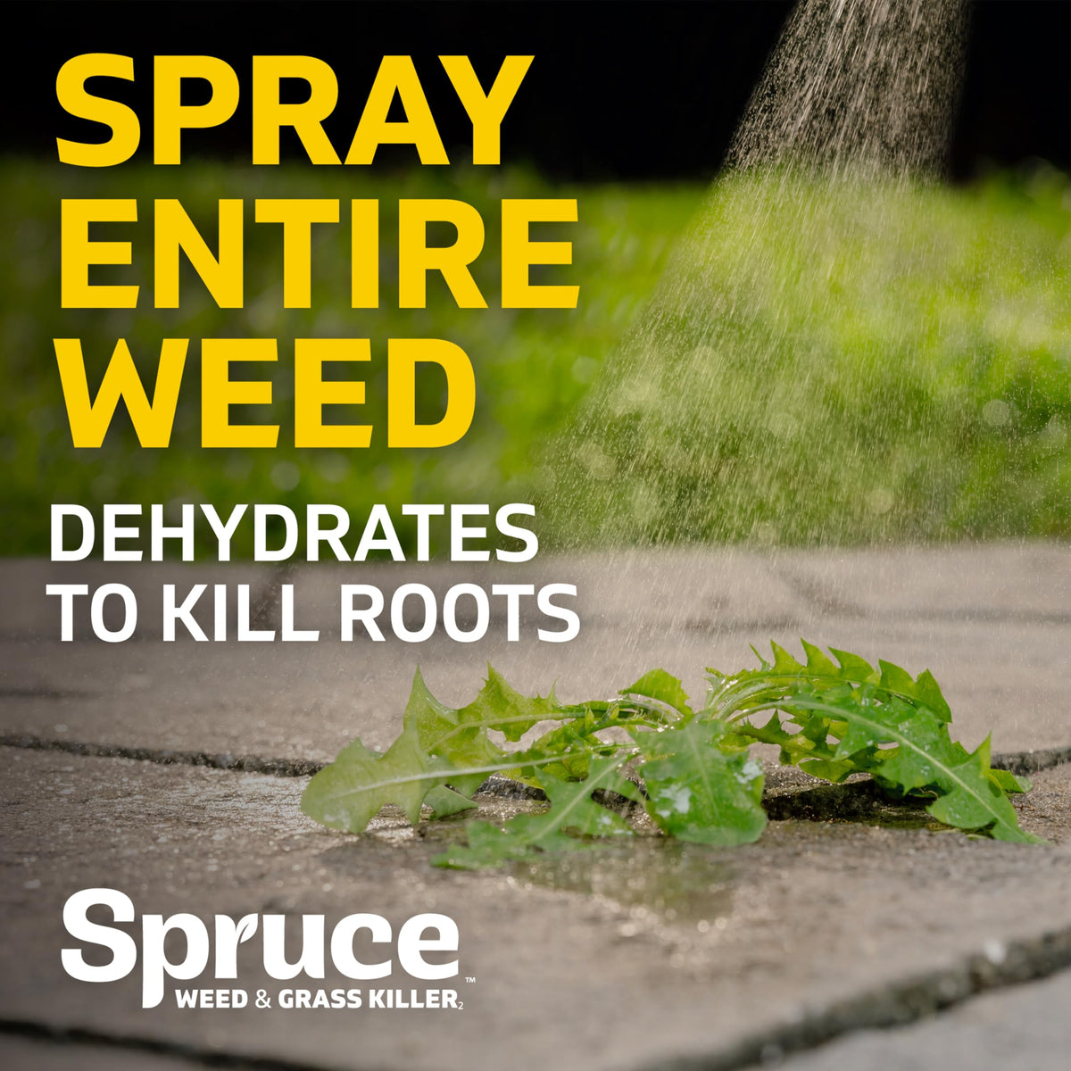 Spruce safe around people and pets when used as directed.