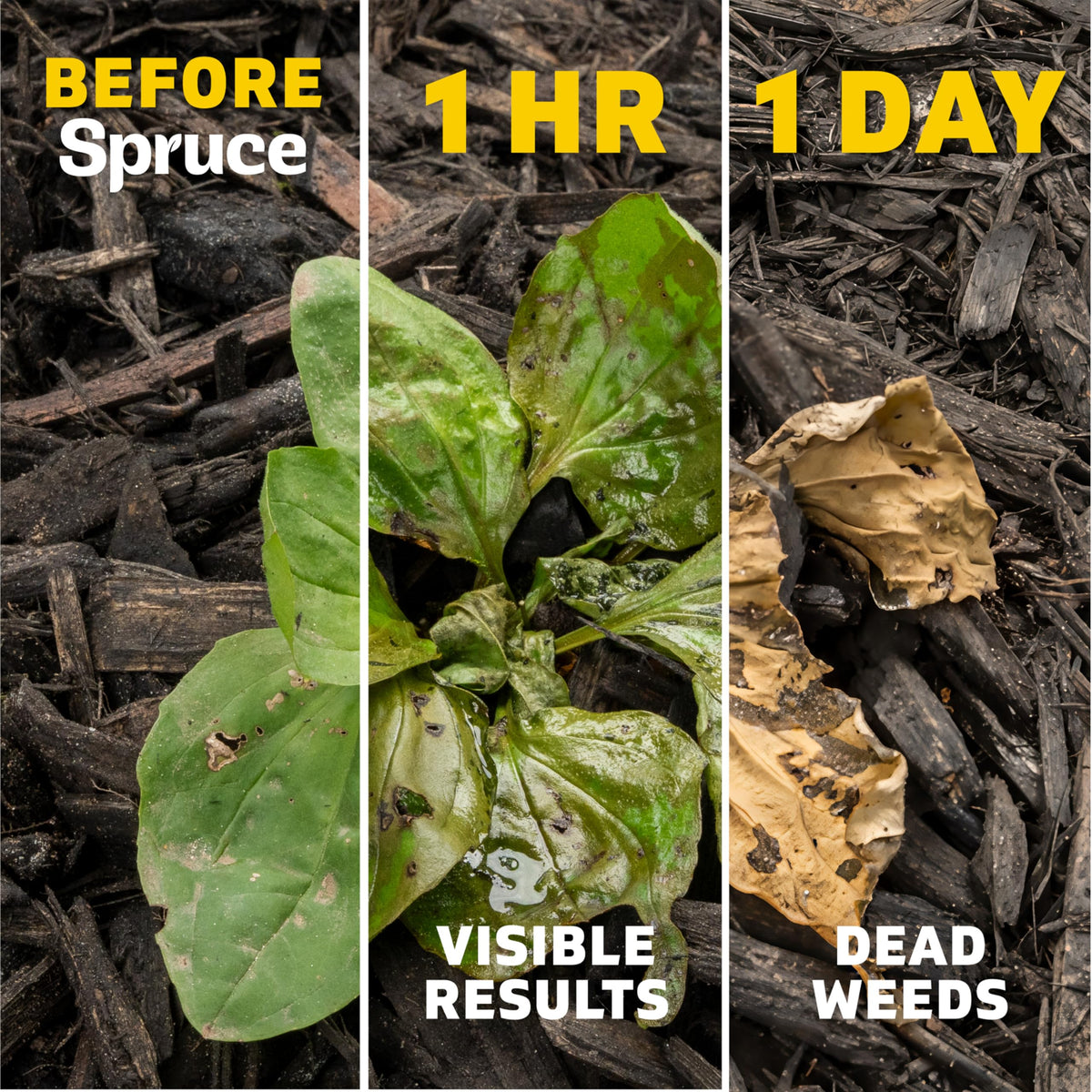 Spruce spot-treatment areas for targeted weed control.