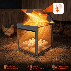 Three-sided clear brooder offers full visibility of chicks.