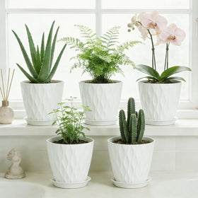 SQKH gift-ready plant pots brighten living spaces