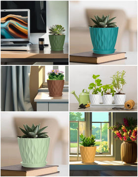 SQKH indoor display on a windowsill with 4-inch pots