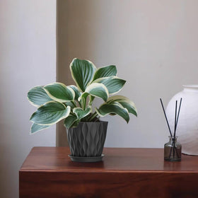 SQKH planters suitable for orchids, succulents, and herbs in compact spaces