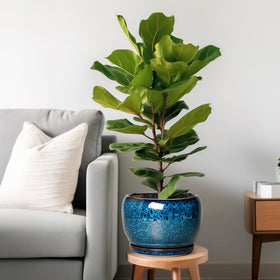 SQOWL blue glaze ceramic planter closeup highlighting smooth finish and durability