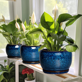 A thoughtful gift for plant lovers and home decor enthusiasts.