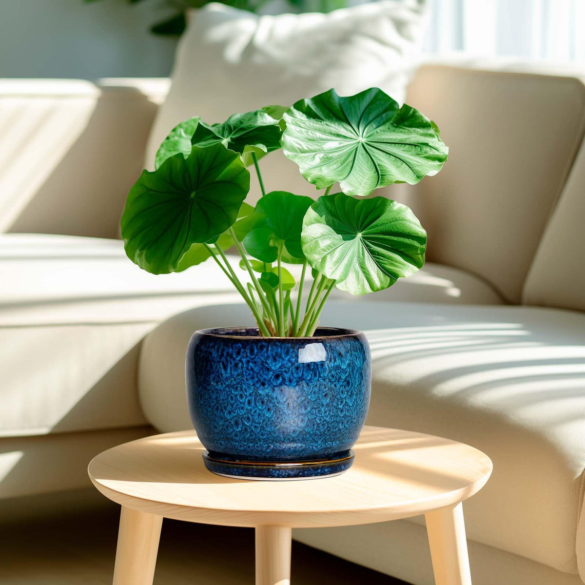 SQOWL planter 8-inch with matching ceramic saucer for mess-free placement.