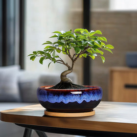 SQOWL indoor plant setup with planters on a desk or shelf