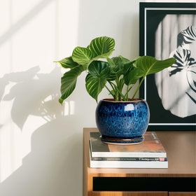 SQOWL blue plant pot packaged as a gift for plant lovers