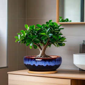 SQOWL succulent display scene demonstrates versatile indoor plant arrangement ideas