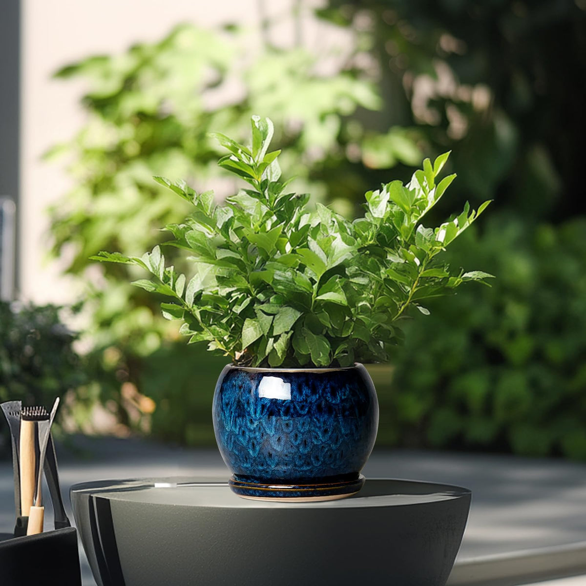 SQOWL blue ceramic pot with succulent thriving inside