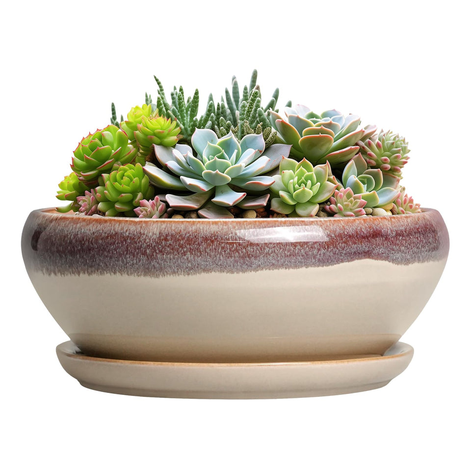 SQOWL succulent pots 8inch top view shows compact bonsai-friendly design