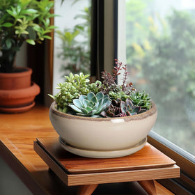 SQOWL ceramic saucer included under the pot for moisture control