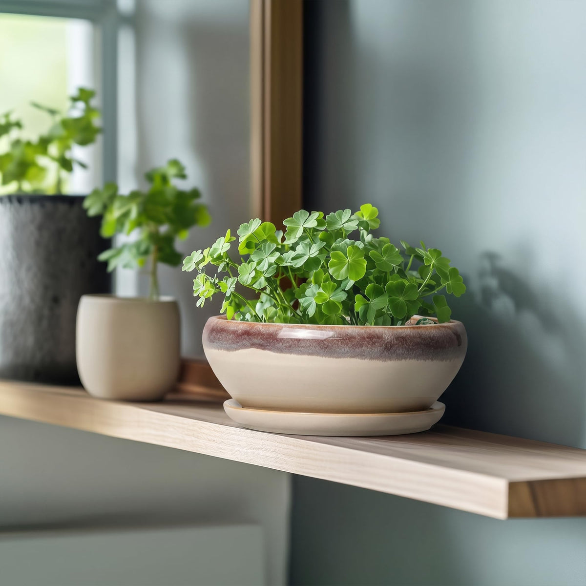 SQOWL glazed ceramic bonsai pot with easy-clean glossy finish