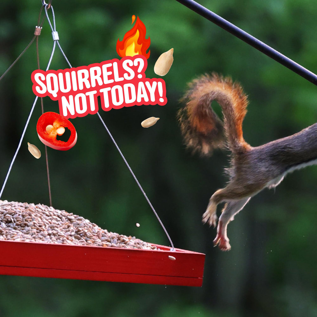 Cool Birds Hearts on Fire spicy blend may deter unwanted visitors at the feeder.