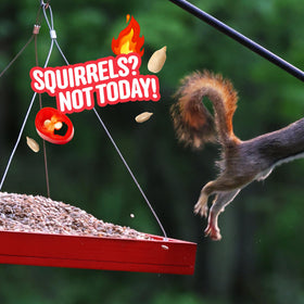 Cool Birds Hearts on Fire spicy blend may deter unwanted visitors at the feeder.
