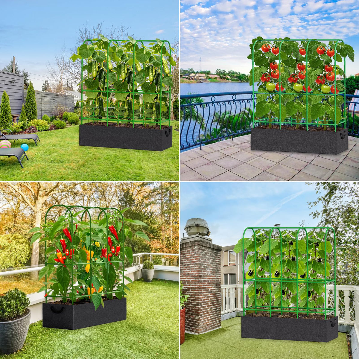 Srapwati climbing plants on trellis demonstrate upward vine growth with support.