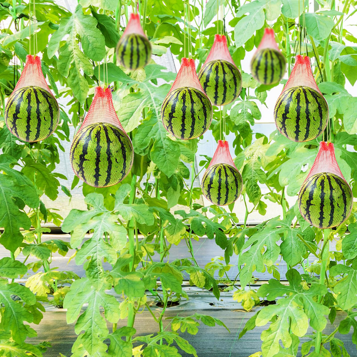 Srmayyi vertical garden mesh bag aiding elevated harvests