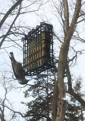 ST. ALBANS BAY SUET PLUS attracts tree-clinging and perching birds