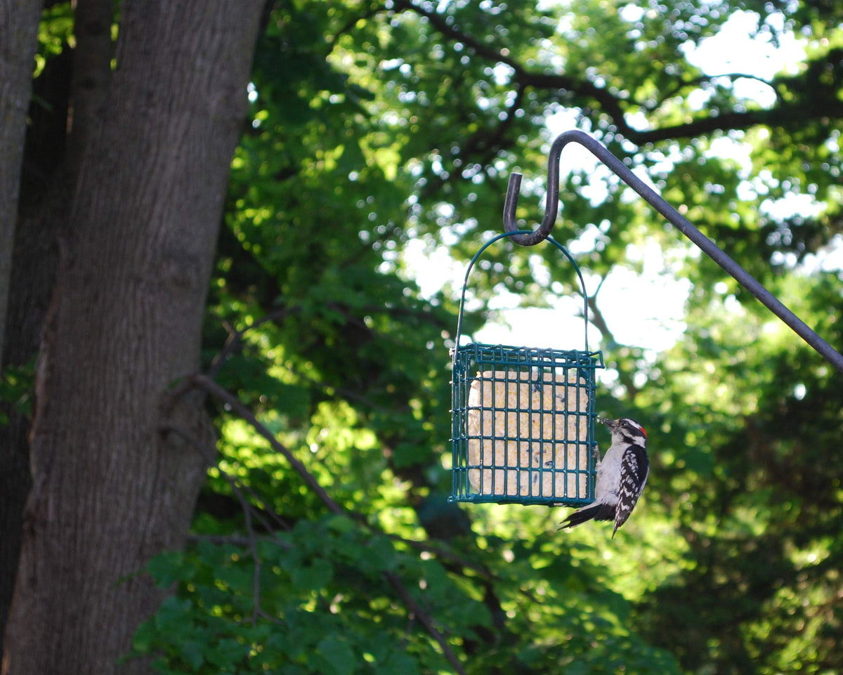 Birds feeding on ST. ALBANS BAY SUET PLUS berry cakes demonstrate energy during cold days