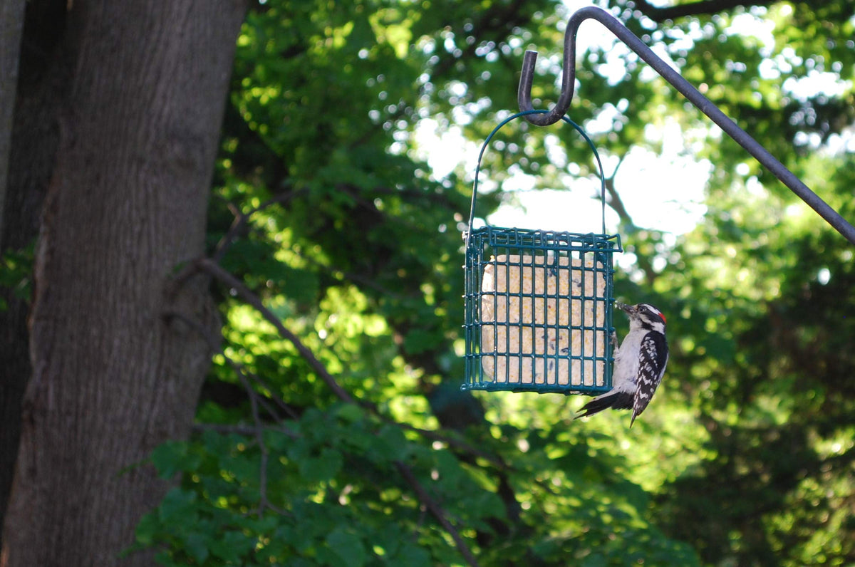 Birds feeding on St. Albans Bay Suet Plus at a feeder.