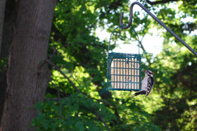 Birds feeding on St. Albans Bay Suet Plus at a feeder.