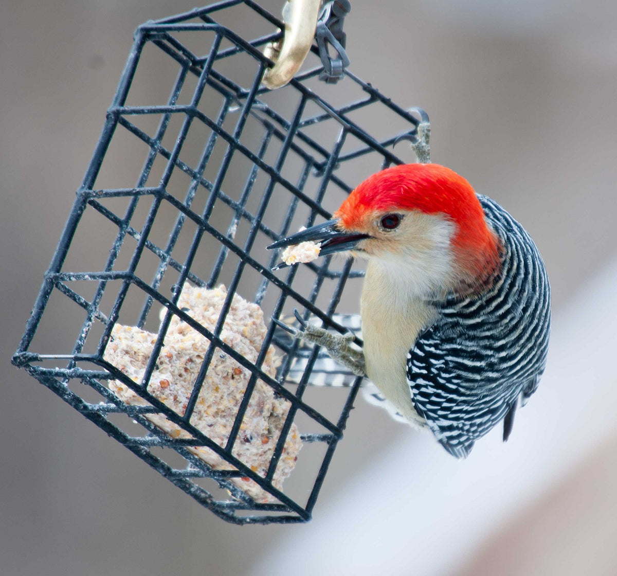 ST. ALBANS BAY SUET PLUS melt-resistant formula for long-lasting feeding.