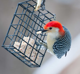 ST. ALBANS BAY SUET PLUS melt-resistant formula for long-lasting feeding.
