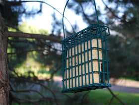 ST. ALBANS BAY SUET PLUS melt-resistant formula reduces mess during feeding