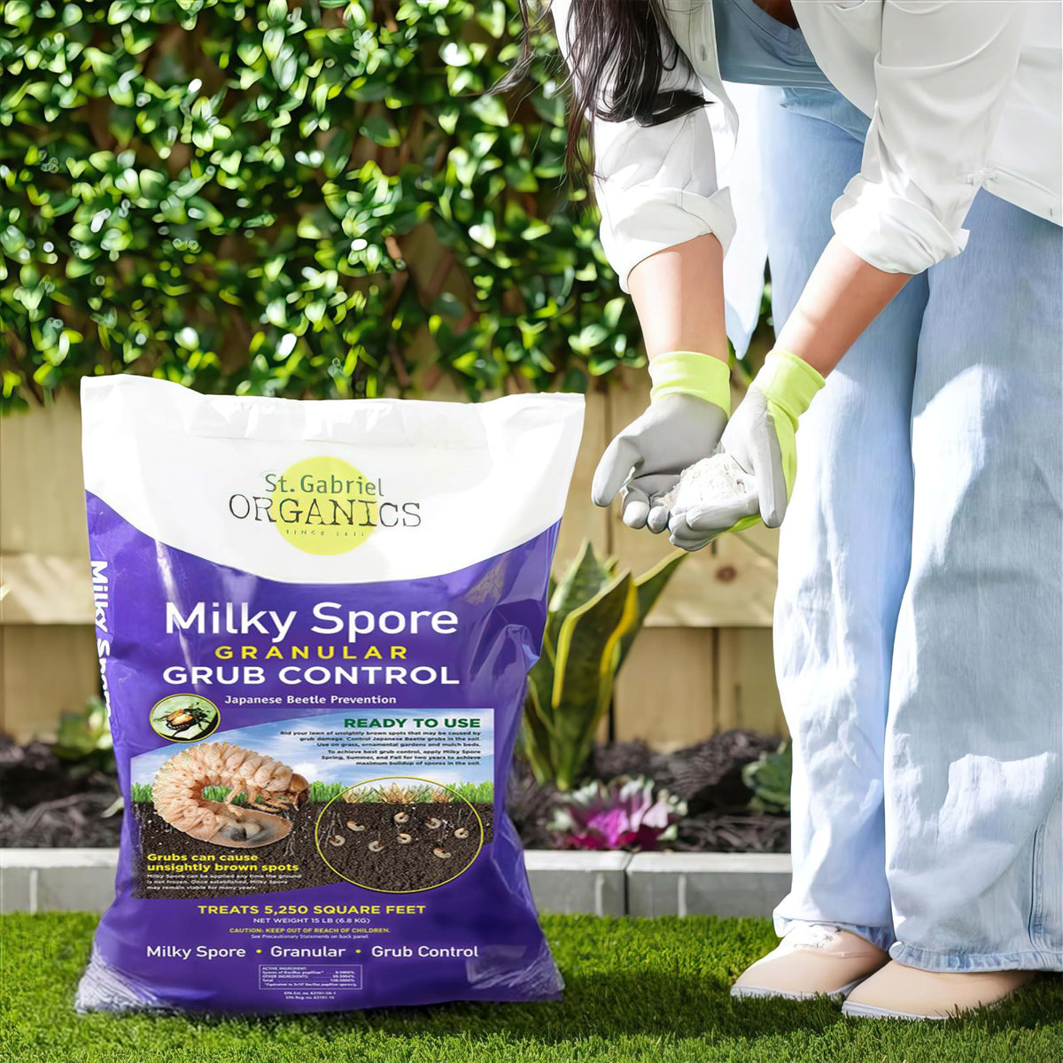 Milky Spore granules contacting grubs to begin action in the soil
