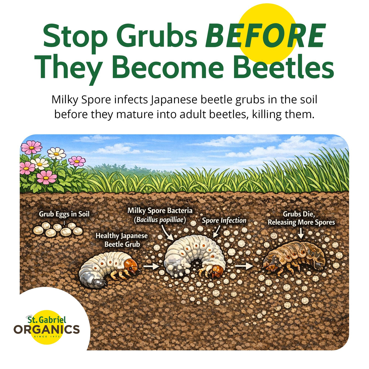 St. Gabriel Milky Spore granules spread on lawn for long-lasting grub reduction.