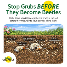 St. Gabriel Milky Spore granules spread on lawn for long-lasting grub reduction.