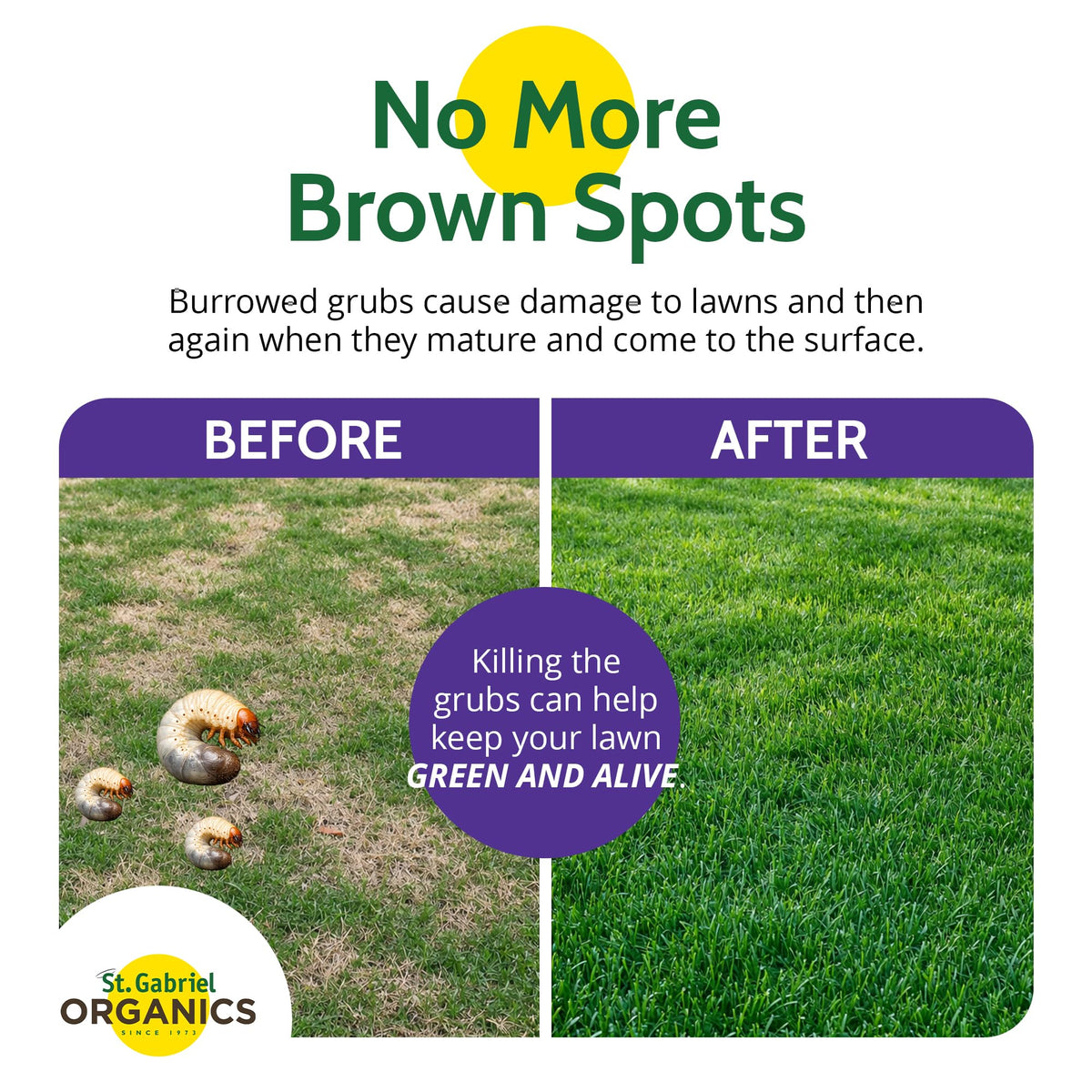 Soil with Milky Spore spores showing long-term protection for turf.