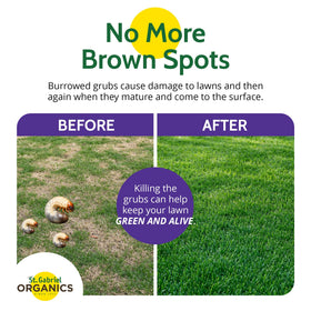 Soil with Milky Spore spores showing long-term protection for turf.