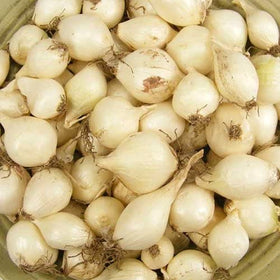 Stargazer Perennials Ebenzer onion sets for containers support year-round salads.