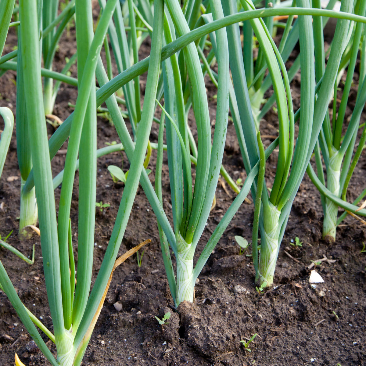 Stargazer Perennials White Ebenzer bulbs store well for later use.