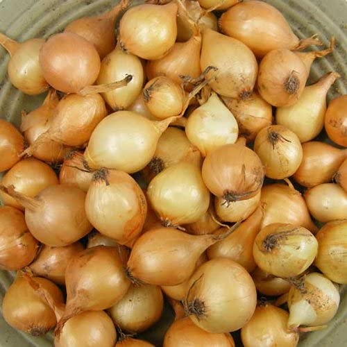 Stargazer Perennials onion sets suitable for garden beds and planters