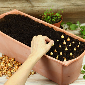 Stargazer Perennials mildly sweet onions ideal for cooking and storage