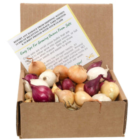 Stargazer Perennials mixed onion sets in red white and yellow for a vibrant home garden