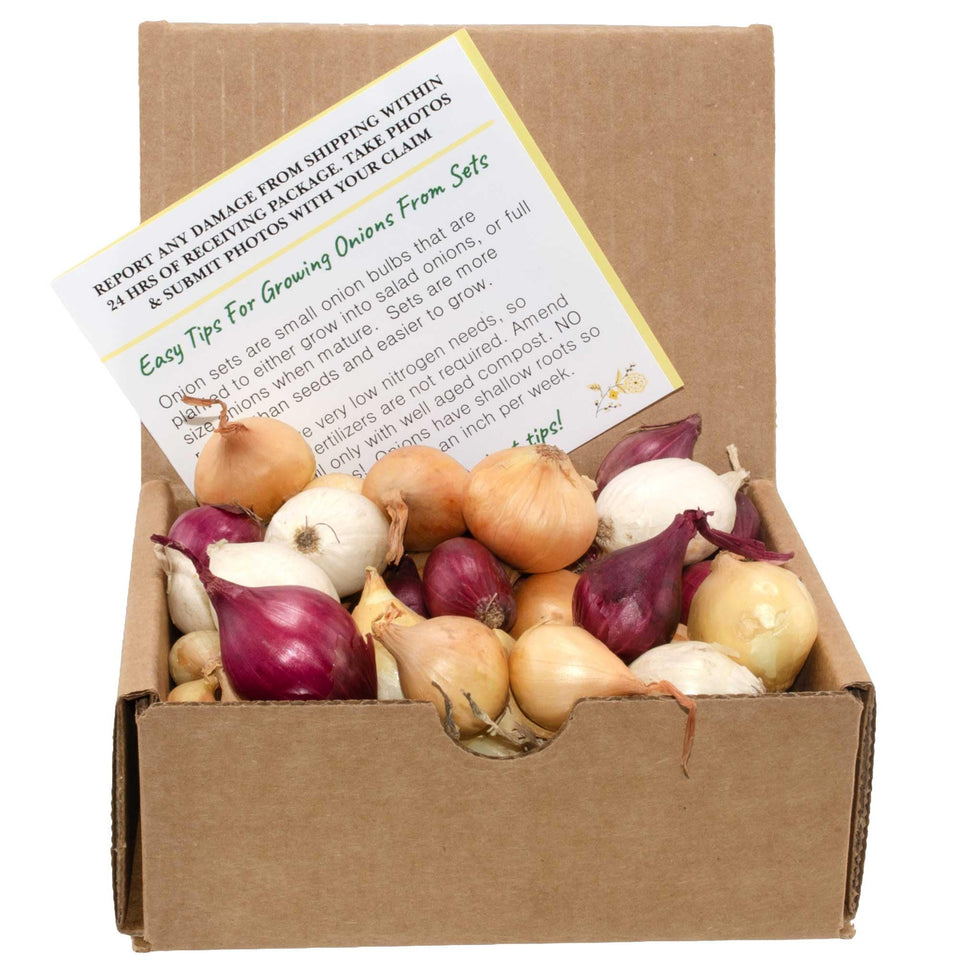 Stargazer Perennials mixed onion sets in red white and yellow for a vibrant home garden