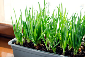 Stargazer Perennials non-GMO intermediate-day onions with reliable germination