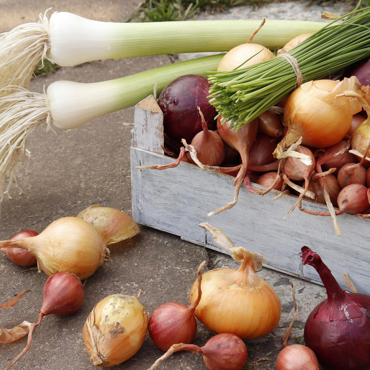 Stargazer Perennials planting options include garden beds, containers, or indoor windowsill growth