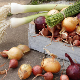 Stargazer Perennials planting options include garden beds, containers, or indoor windowsill growth
