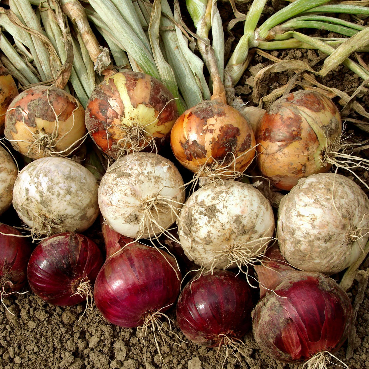 Stargazer Perennials USA grown onion bulbs support home gardening projects