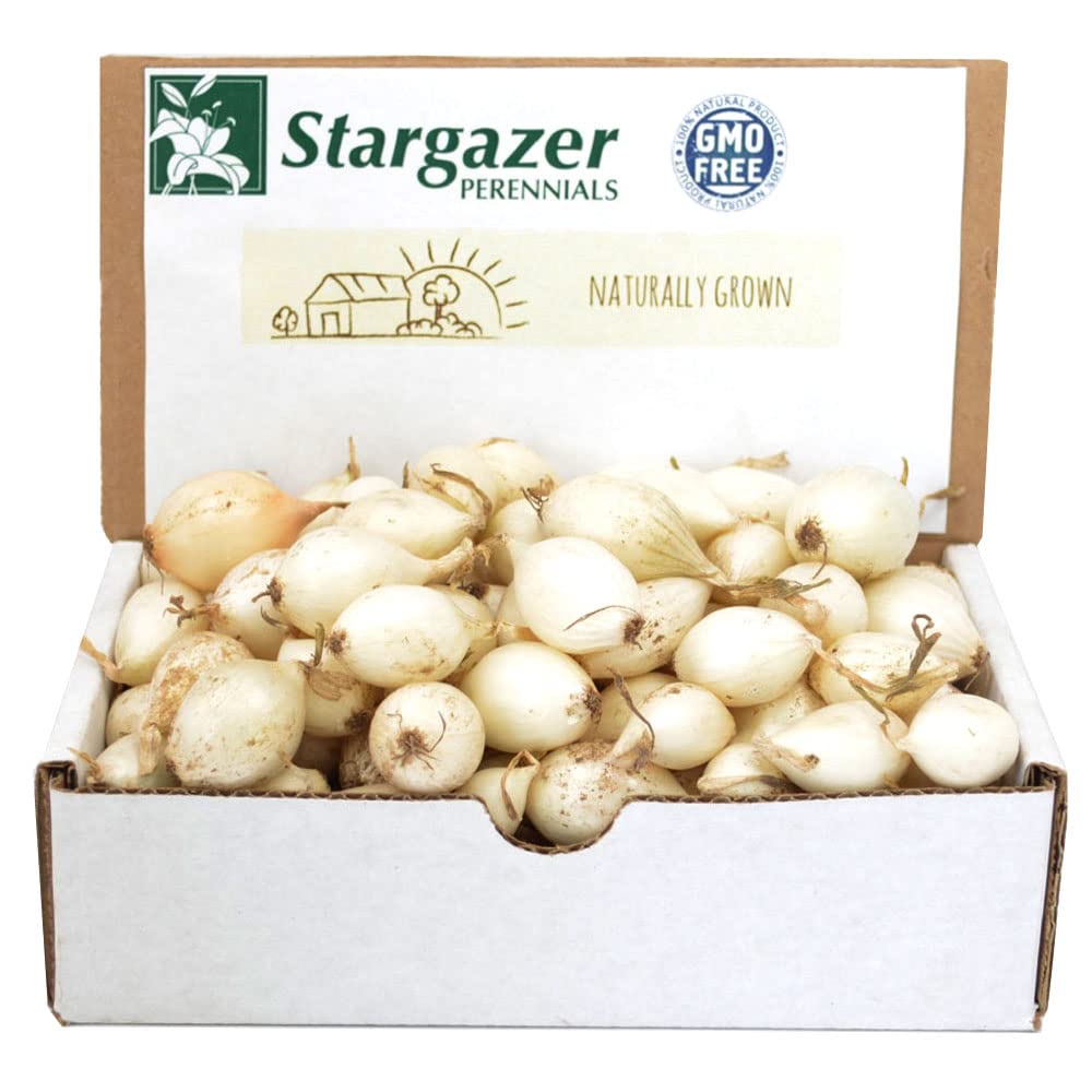 Stargazer Perennials White Ebenzer onion sets pack for home gardening and easy planting.