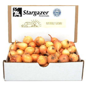 Stargazer Perennials Yellow Onion Sets pack ready for planting and homegrown cooking